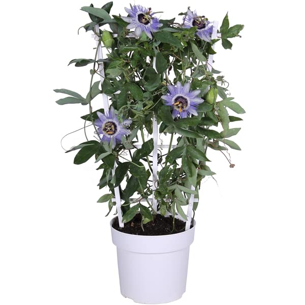 DECOALIVE Flor de la Pasión Planta Natural con Flores Increíbles