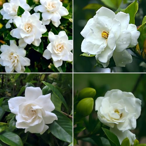CarpetC 200+ Gardenia Seeds for Planting Perennial Fragrant Evergreen Gardenia jasminoides Cape Jasmine Non-GMO Heirloom White Flower Blooms & Glossy Foliage for Home Containers Borders & Gardens