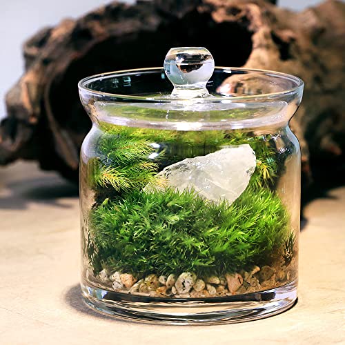 Esschert Design テラリウムボトルプランター ツール付き 55L Terrarium Bottle w/Tools, Glass, Green - Large - Esschert Design USA