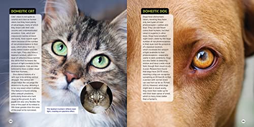 Animal Eyes: How Creatures See and How Their Eyes Have Adapted to Their World - Image 4