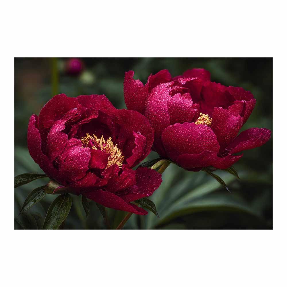 ZAMAEIU Nature Landscape Canvas Wall Art Double Peonies posters picture, Modern Wall Decor, for Bedroom, Office, Living Room, Corridor, classroom(red)-50x70cm Unframed