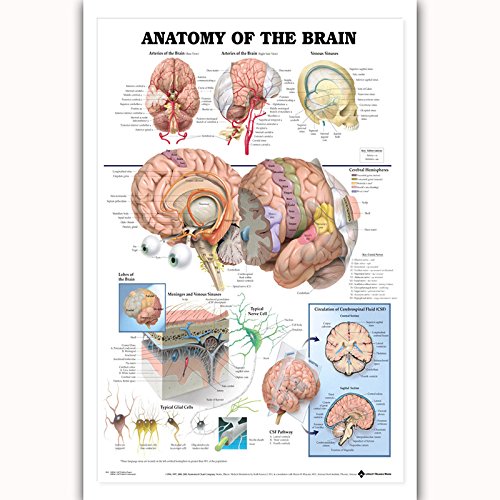 AnatomyARt Collection – 4 Anatomische Poster Mit AR-Funktion Für 3D-Modelle Von Gehirn, Schädel & Nervensystem
