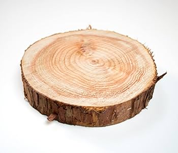 おじさん 天然檜 切り株 輪切り 高さ約10.5㎝ 皮むき ヒノキ丸太