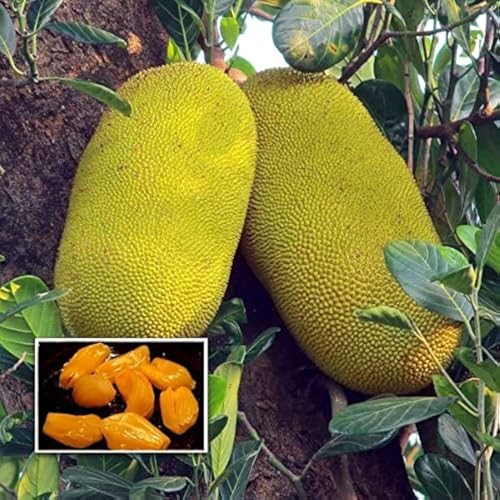 Image of All-Time12 Months Hybrid Grafted Guti Kolom Live Fruit Plant Original & Authentic Organic for Outdoor Fast-Growing Fruit Plant Home Pack Of-1 (Vietnam Early Green Jackfruit Plant Pack of -2, Medium)