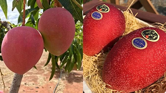 See full amazon price history chart for EverSneh Live Miyazaki Mango Eggs of Sun Mango Rare Delicious Mango Healthy Fruit Plant With Black Plastic Pot 4 Inch Size EverSneh Live Miyazaki Mango Eggs of Sun Mango Rare Delicious Mango Healthy Fruit Plant With Black Plastic Pot 4 Inch Size (B0B9T8KK8J) Amazon Price History, Amazon Price Tracker
