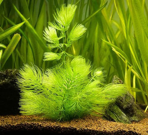 PondPlantsUK Floating Plants 1 Large Bunch Hornwort Fast Growing Aquarium x 5 Strands
