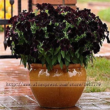 Brand New! 100 Pieces/Black Petunia Seeds Rare Black Petunia Flower Seeds in Bonsai Indoor Flower Seeds for Home Garden Bonsai Plant