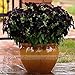 Brand New! 100 pieces/Black Petunia Seeds rare Black Petunia Flower Seeds in Bonsai indoor Flower Seeds for Home Garden Bonsai plant
