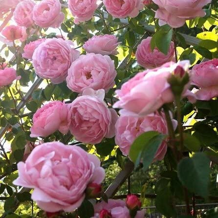 STORE99® 50 unids pink Polyantha rose