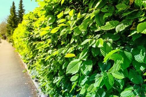 10st. Hainbuche 60-80cm ohne Topf gemessen Heckenpflanzen Carpinus betulus Hecke Weißbuche Gartenhecke Hainbuchen
