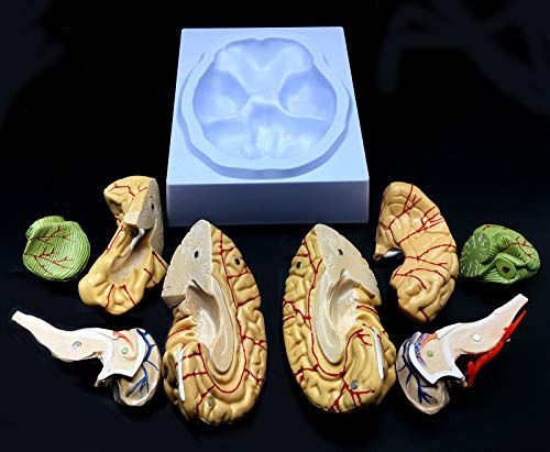 Human Brain Model, Anatomically Accurate Brain Model Life Size Human Brain Anatomy for Science Classroom Study Display Teaching Medical Model