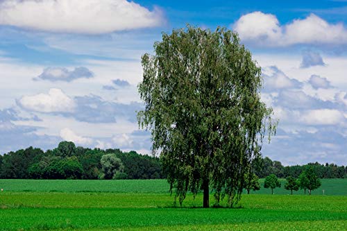 Hängebirke / Sandbirke / Betula pendula / 10 Samen / ideal als Bonsai - Image 3