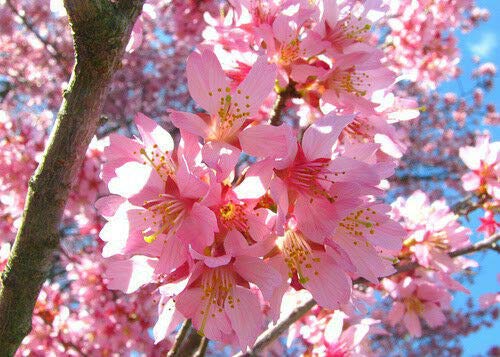 Okame Cherry Tree 6-12" in Height in a 3" Pot