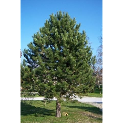 Austrian Black Pine Seeds - 25 Pack Cover