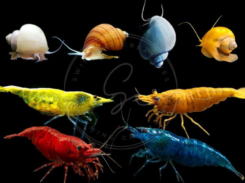 Swimming Creatures™ Freshwater Aquarium Shrimp - A Perfect Combo to Brighten Your Aquarium! (10 Premium Mix + 3 Mystery Snail)