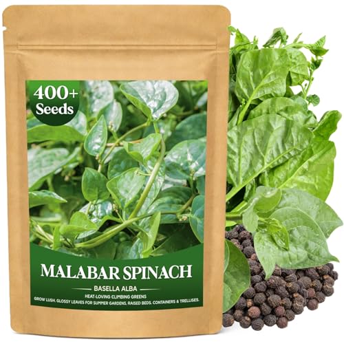 400+ Green Malabar Spinach Seeds for Planting - Basella Alba Vegetable Seeds Climbing Vine Summer Greens for Full Sun Trellis/Fence Vertical Garden QR Growing Guide