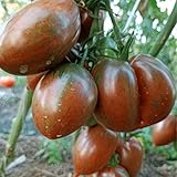 Exotic Plants