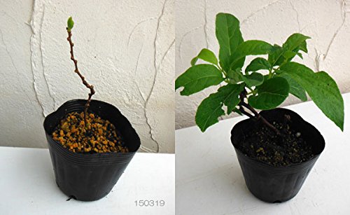 Amazon.co.jp: サルナシ（コクワ）大実サルナシ3.5～4号ポット