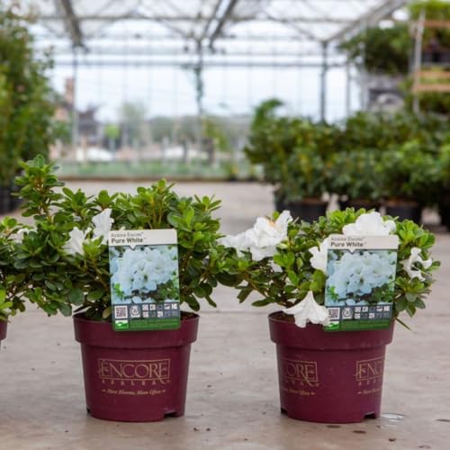 Encore Pure White Azalea - Two-Flush Blooms, Hardy Perennial, Patio Pot Plant, Spring & Autumn Flowers – 1x 3 Litre Pot by Thompson and Morgan