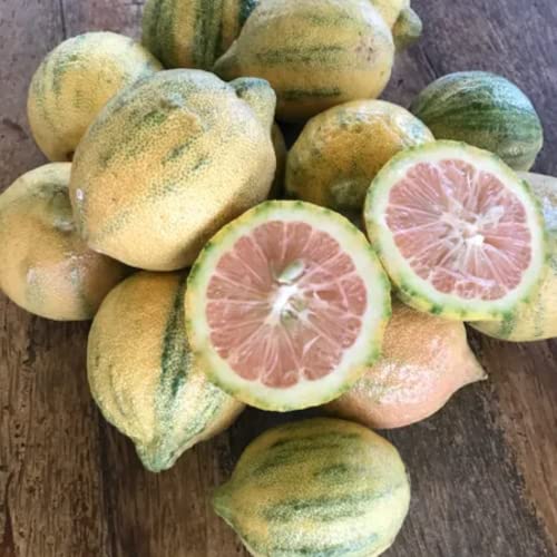 Live Variegated Pink Lemon Tree 2 To 3 Ft Tall In Gallon Pot Grafted Fruit Tree For Planting Garden No Ship Ca #TOP1