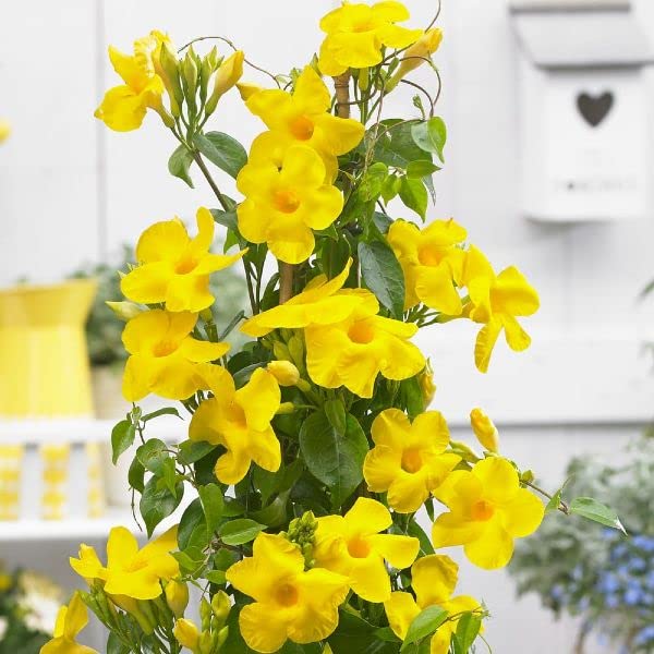 The Gifti ® Yellow Mandevilla Climber Vine Sapling Mini Bonsai Mandivella Live Plants For Garden (B0CPDS4LH6) Amazon Price History, Amazon Price Tracker
