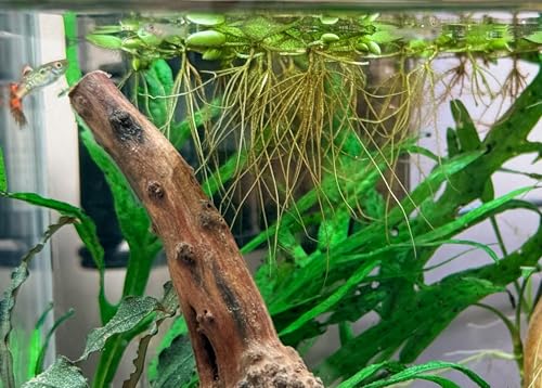 image for Water Spangle, Salvinia Minima, Live Aquarium/Aquatic/Freshwater/Float