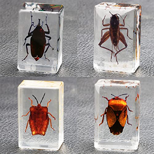 CXUEMH Bugs Paperweights 11 Pcs Insect Specimens Clear Resin Paperweights for Desktop Decor Real Bugs Specimens in Resin Bug Collection Kit (Clear (Set D))