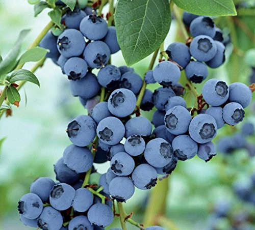 See full amazon price history chart for Royal Paradise Garden Rare Hybrid Bush Blueberry Fruit Live Plant (1 Healthy Live Plant : Grafted/Air Layering) Royal Paradise Garden Rare Hybrid Bush Blueberry Fruit Live Plant (1 Healthy Live Plant : Grafted/Air Layering) (B07F2QKYSN) Amazon Price History, Amazon Price Tracker