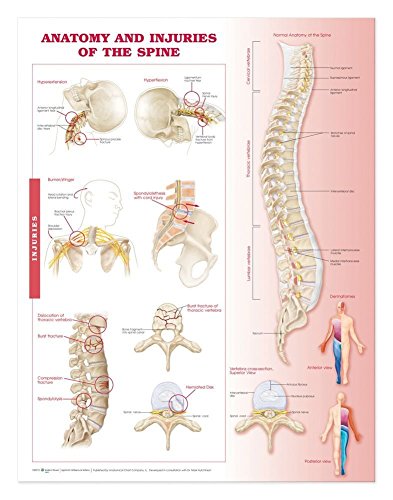 Image of Anatomy and Injuries of the Spine: Anatomical Chart