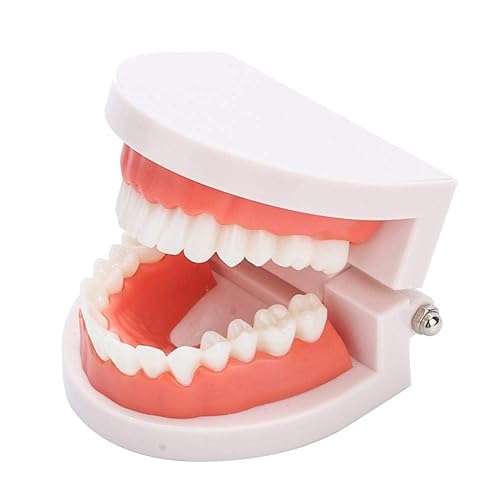 Dientes falsos, dientes falsos, modelo de dientes, modelo de dentadura postiza práctica de cepillado Modo de dientes Gingiva Demostración anatómica