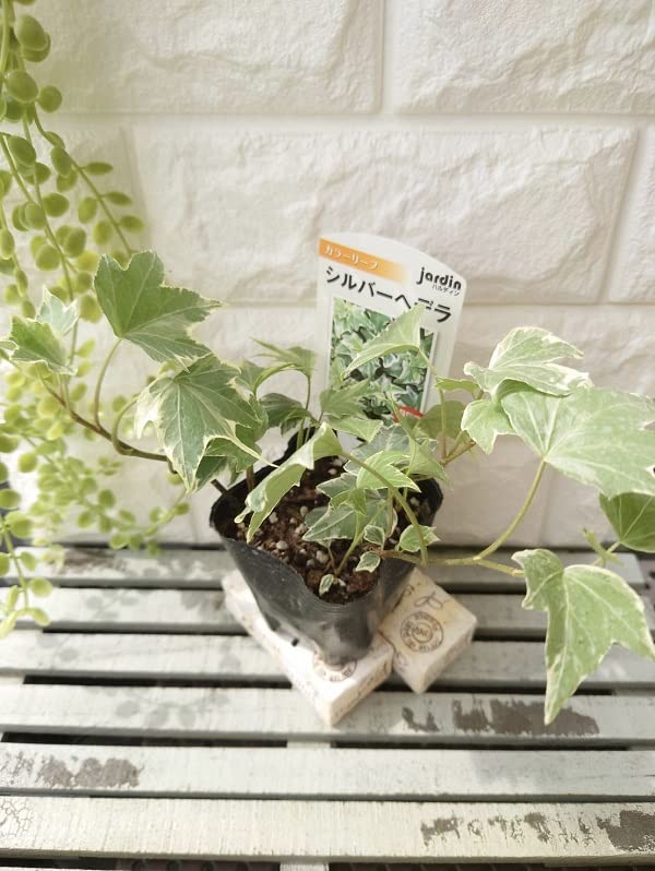 Amazon.co.jp: 【花苗】 ヘデラ（アイビー） シルバー 9cmポット 1苗