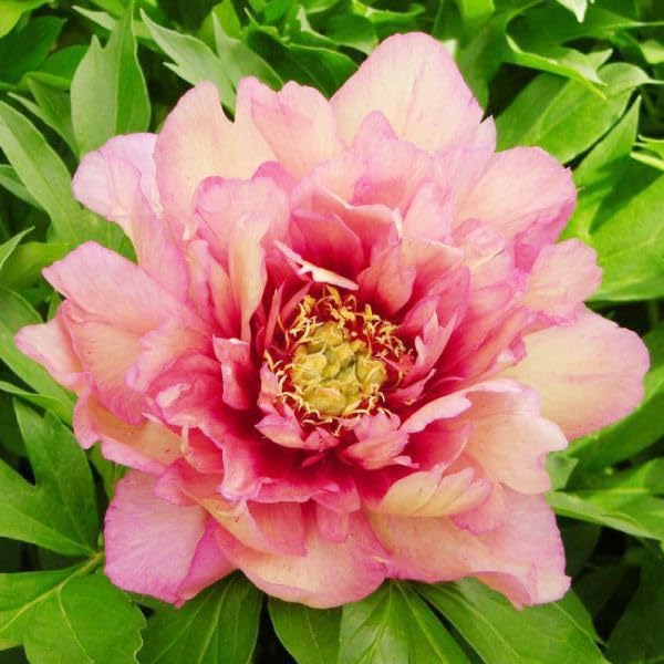 野兎　芍薬苗 Amazon.co.jp: ハイブリッドシャクヤク 苗 ヒラリー 1株