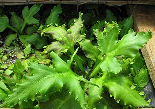 Aquarium Fan Schwimmender Hornfarn/Ceratopteris pteridoides - 1 Bund