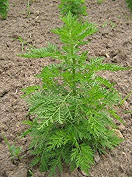 Semilla de maceta 100 Semi di Artemisia Annua *** Assenzio Dolce *** Qing Hao