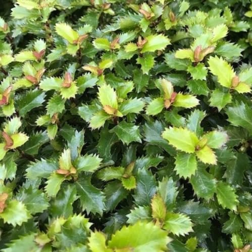 Planta de Acebo Ilex Árbol de Navidad Planta de Pascua muy Típica