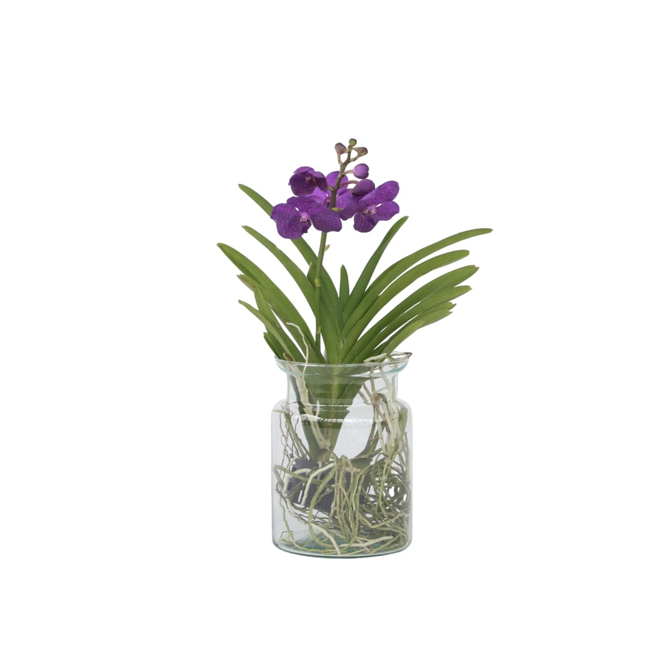 Plant in a Box - Vanda 'Bose' en jarrón - Orquídea - Azul - Altura 45 cm