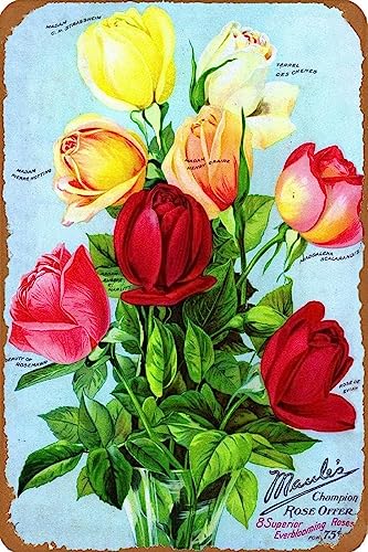 Be[W uL Ŕ [̃õoBe[Wt[V[hpPbgJ^OL uL Ŕ AJ W 20X30cm