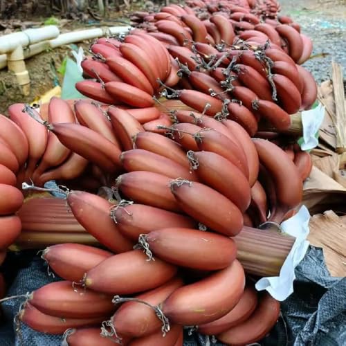 BananenSamen, bio säulenobstbäume Bananenpflanze, bananenbaum winterhart alte sorten für sonnige plätze balkonpflanzen 20pcs