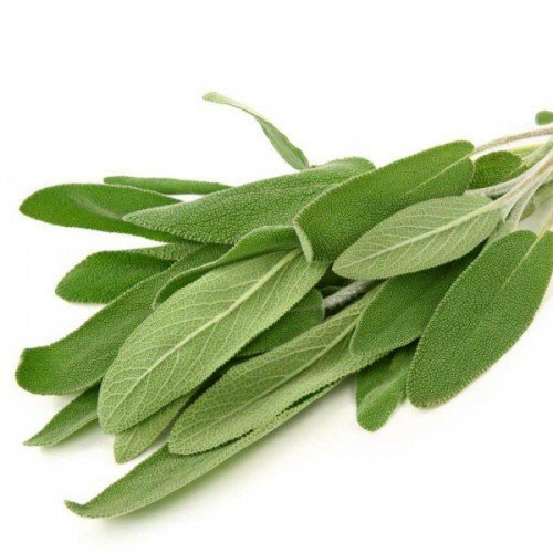 Creative Farmer Plant Seeds For Home Garden Herb Seeds: Sage Broad Leaf Herb Plant For Home Decor Seeds Kitchen Garden Seeds Pack (B078R5J79R) Amazon Price History, Amazon Price Tracker