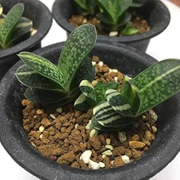 多肉植物　ガステリア　batesiana錦抜き苗 多肉植物 ガステリア batesiana錦 抜き苗