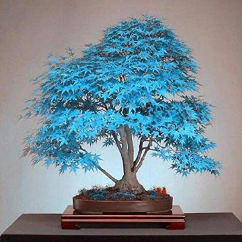 DNelo Semillas Plantas Semillas 30Pcs Árbol de Arce Japonés Acer Palmatum de Plantas de Jardín Bonsai Decoración - Semillas Azul Claro del Árbol de Arce