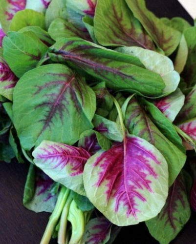 Spinaci Red Stripe Amaranto Insalata (50 semi)