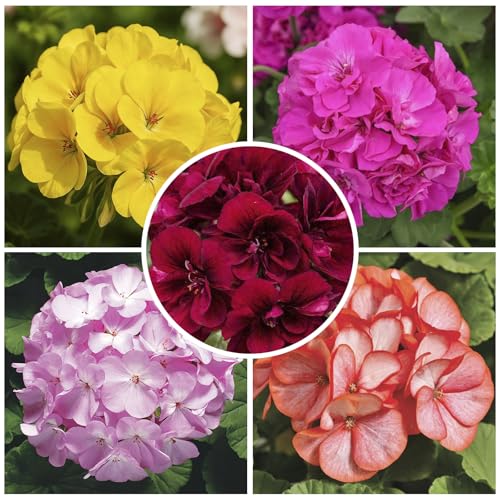 20Pcs Perennial Geranium Seeds for Planting - Non-GMO Flower Vibrant Colors for Garden & Container Planting