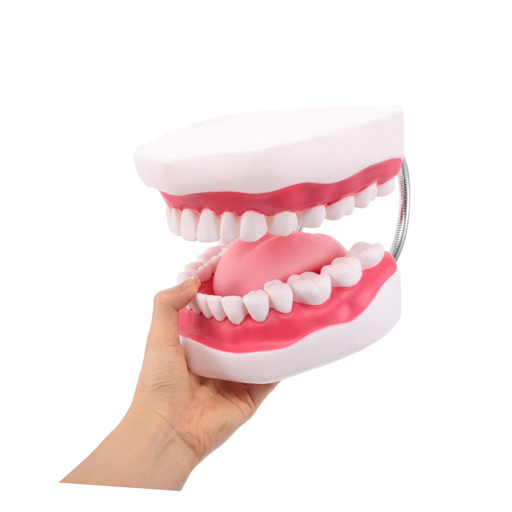 Modello Didattico Orale Modello Per Protesi Ortodontica Per Denti Educativi Per Denti