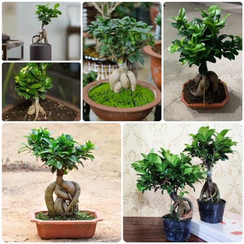 30 stuks ficus ginseng bonsaizaden, Vaste planten winterhard, zaden winterhard (Ficus microcarpa) Bonsai, bodembedekkerzaden winterhard Extreem winterharde potplanten, cadeau voor - Afbeelding 6