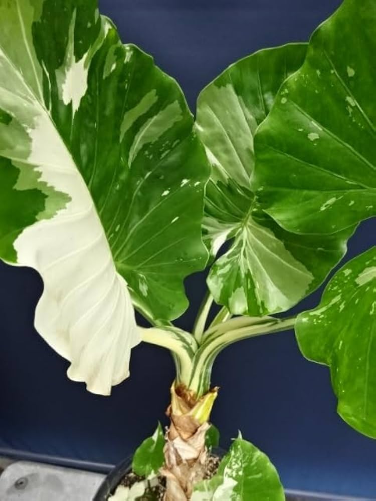 アロカシア　斑入り2点セット アロカシア斑入り2種セット【希少】 アロカシア斑入り2種セット