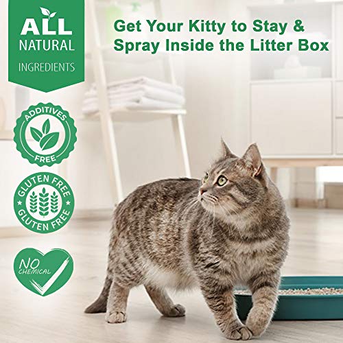 Cat UTI Treatment - Image 3