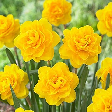 Kuvias 8 x Tall Daffodil Golden Ducat Spring Flowering Bulbs - Sweetly Fragrant Fully Double Flowers, Perfect for Outdoor & Indoor Plant Gardening - Great Addition for Beds, Borders & Bouquets Cover