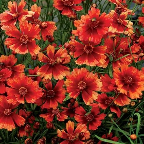 Notswoh-Mixed Coreopsis Seeds (5000 Seedspack) #TOP3