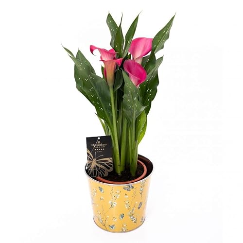 Lirio de Agua o Cala Planta Natural para Decorar y Armonizar el Hogar